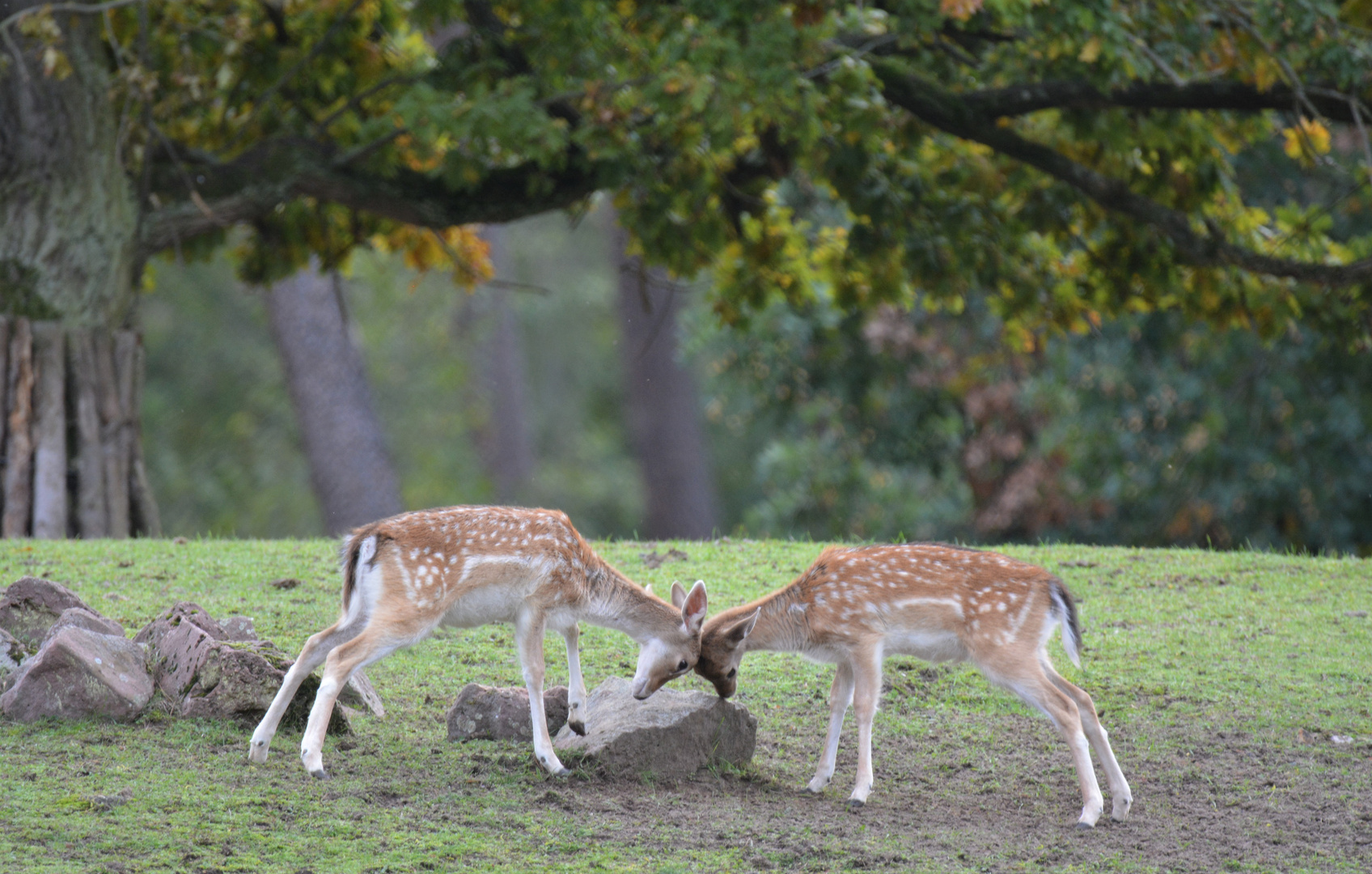 Deer's fighting