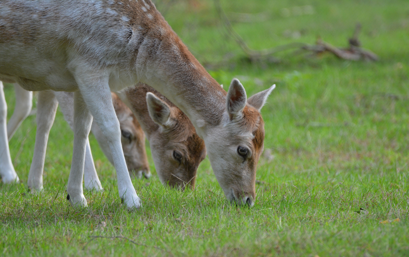 Deer's Grazing