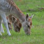 Deer's Grazing