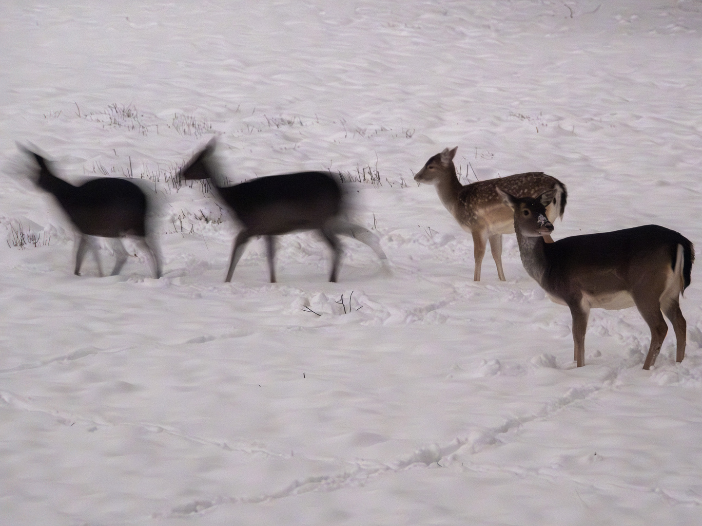 Deers in Snow