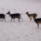 Deers in Snow