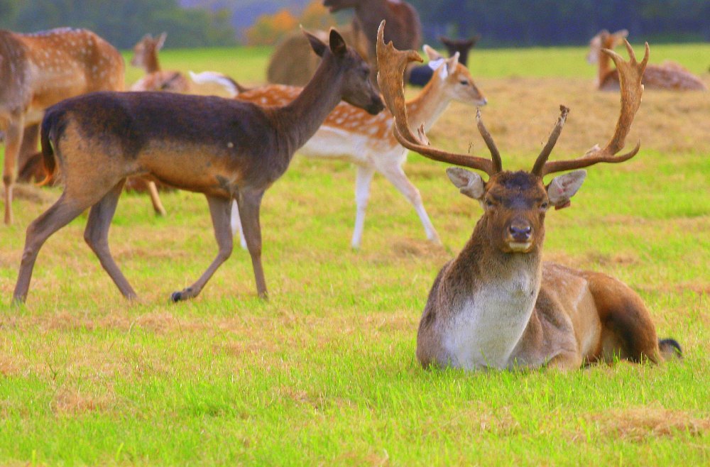 Deers in the Park