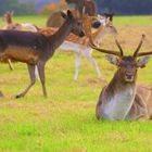 Deers in the Park