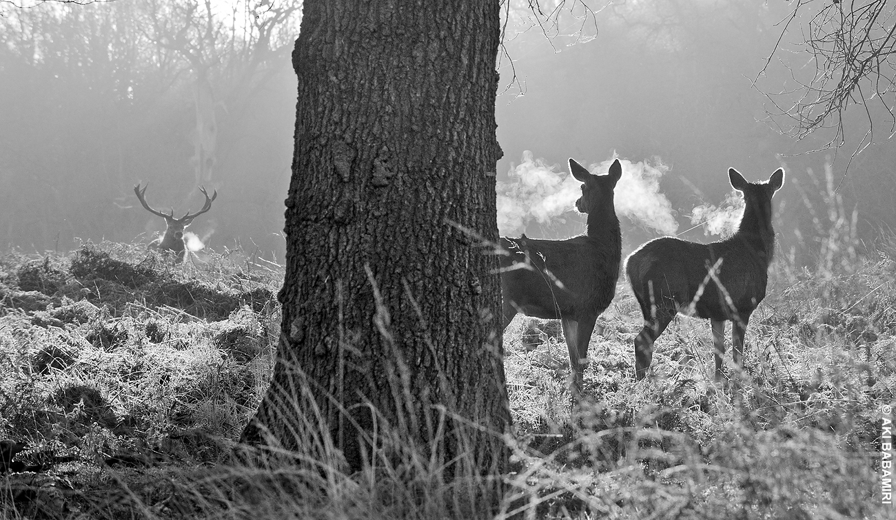 DEERS IN WINTER