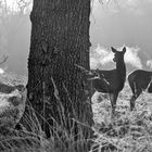 DEERS IN WINTER