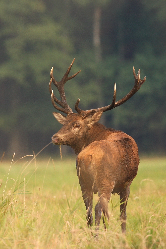 deers mating time