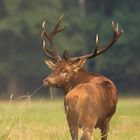 deers mating time