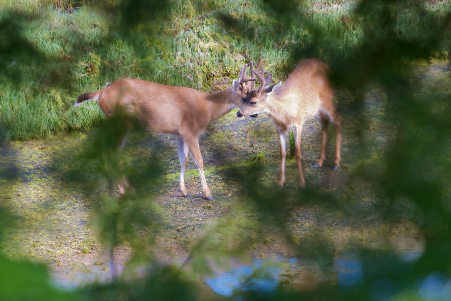 Deers - Ucluelet - Vancouver Island BC Canada