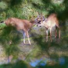 Deers - Ucluelet - Vancouver Island BC Canada