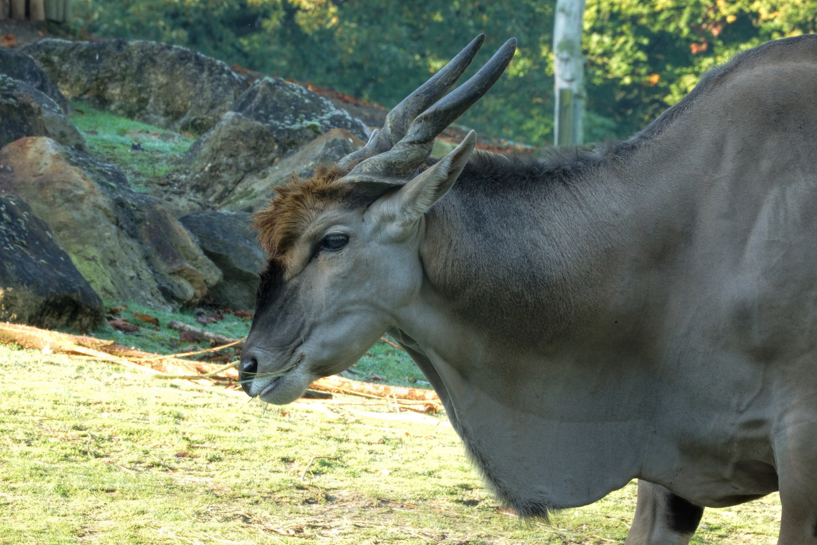 Defassa Wasserbock