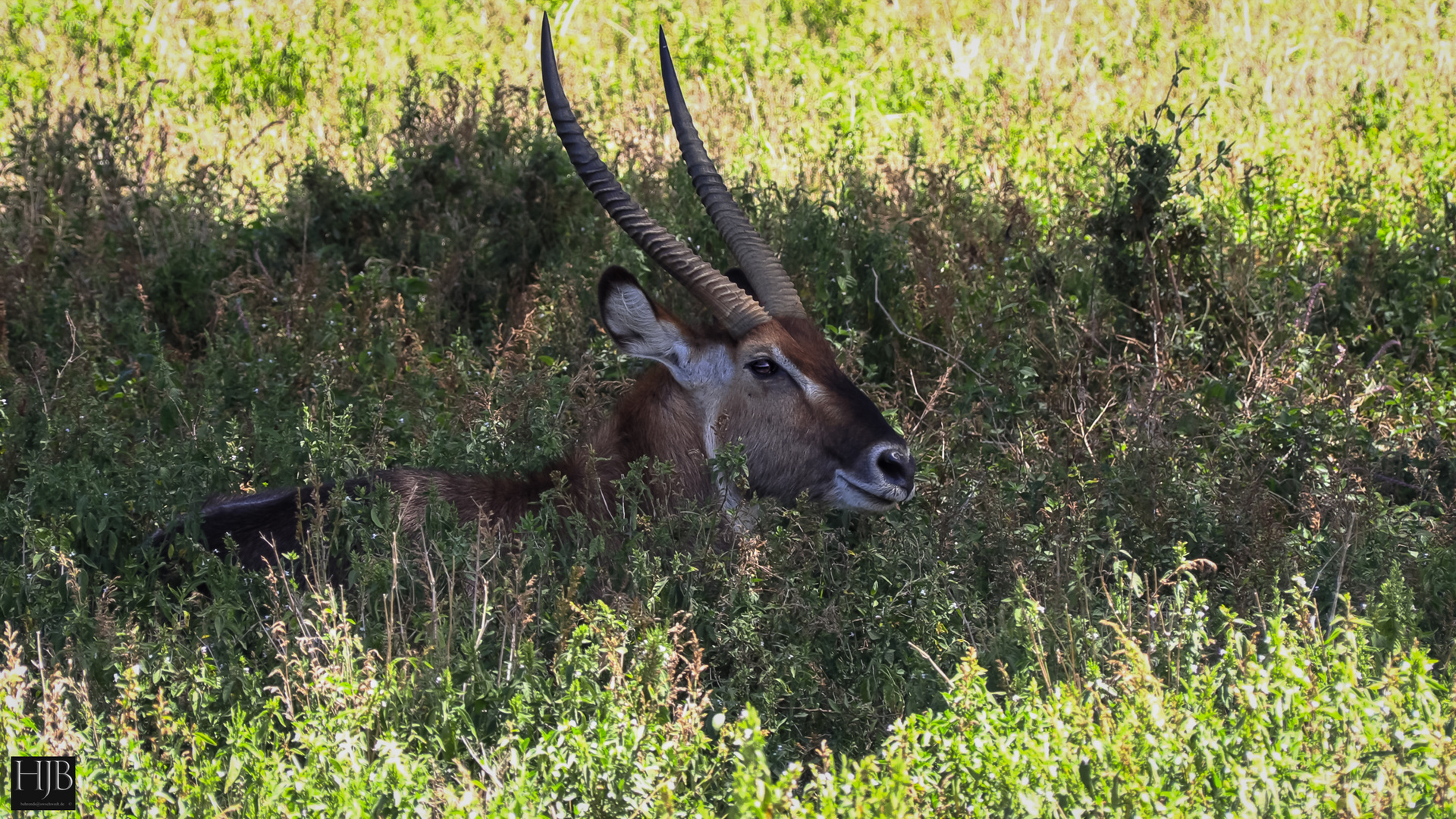 Defassa-Wasserbock (Kobus defassa)