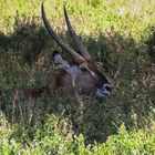 Defassa-Wasserbock (Kobus defassa)