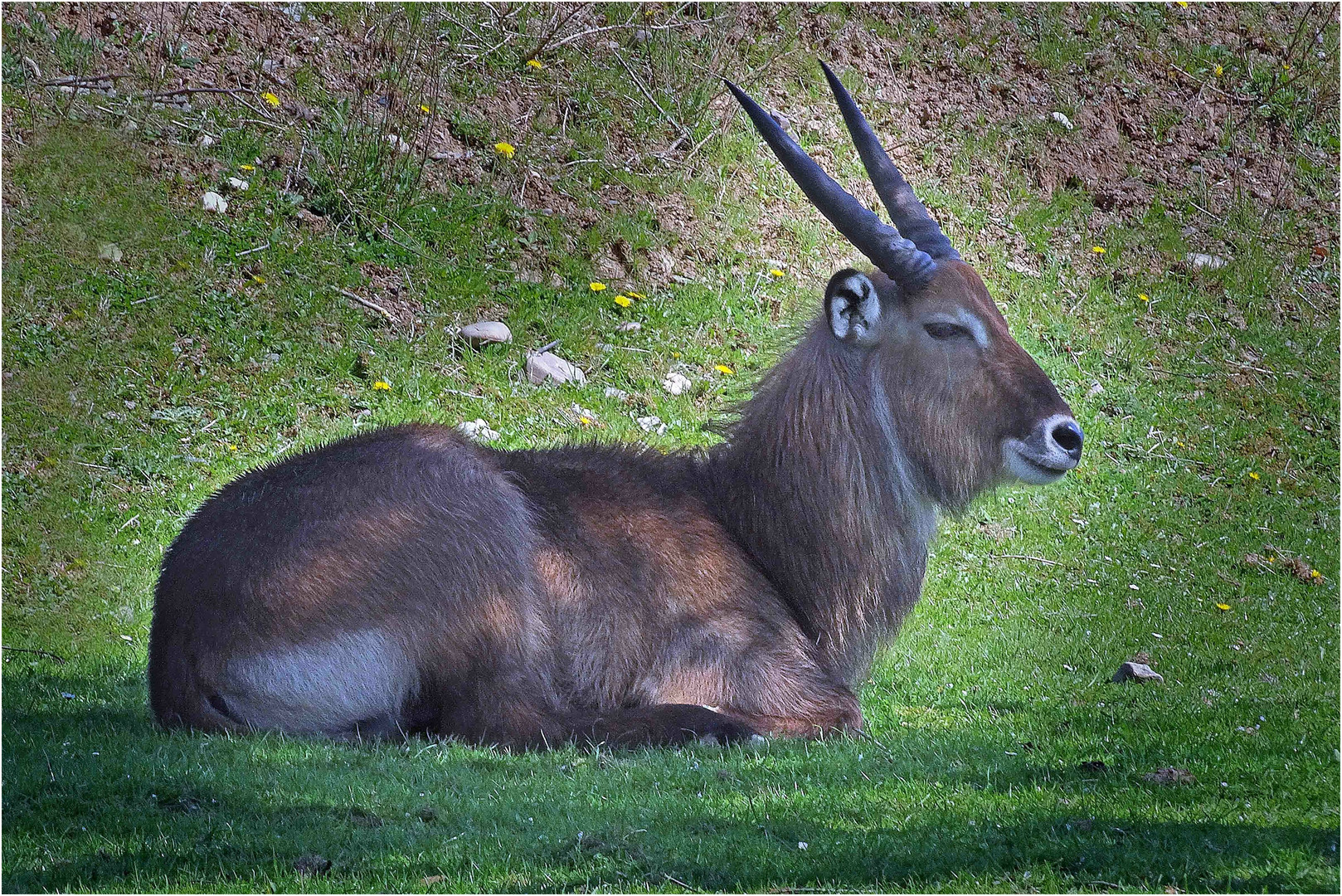 Defassa Wasserbock (Zoo Neuwied)