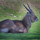 Defassa Wasserbock (Zoo Neuwied)