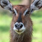 [ Defassa Waterbuck ] 