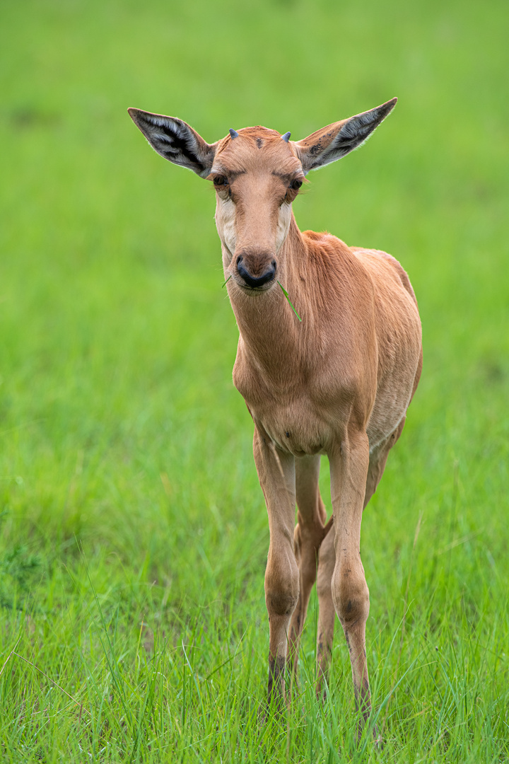 [ Defassa Waterbuck ] 