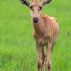 [ Defassa Waterbuck ] 