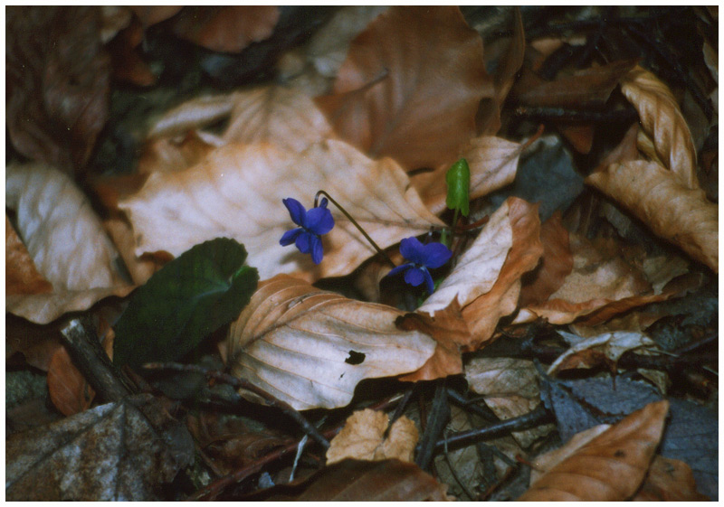 defeating the leaves