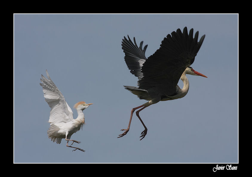 Defendiendo el nido.