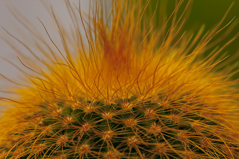 defensa del cactus