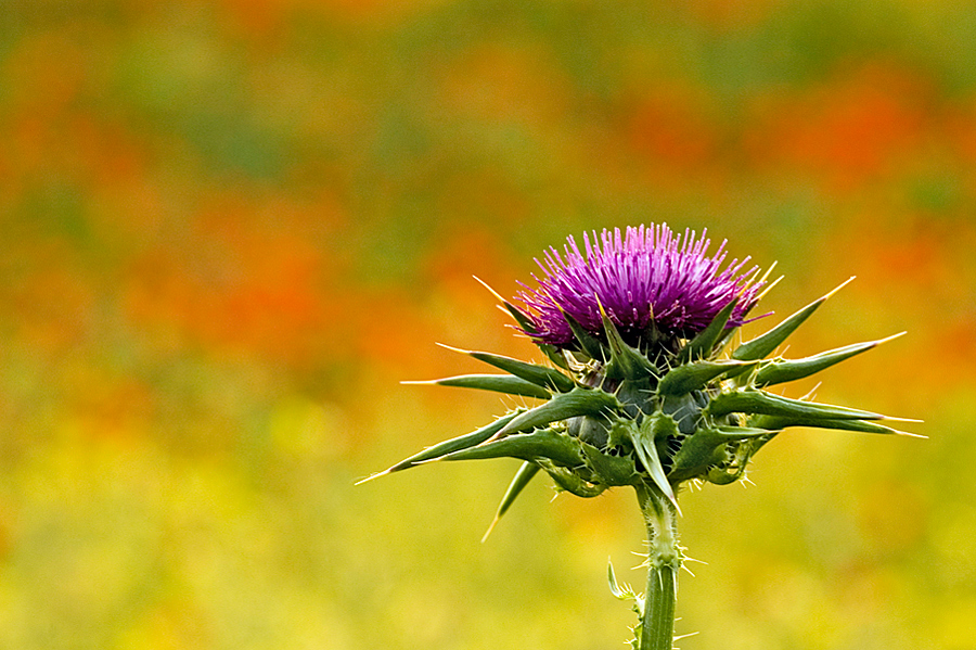 Defensa natural