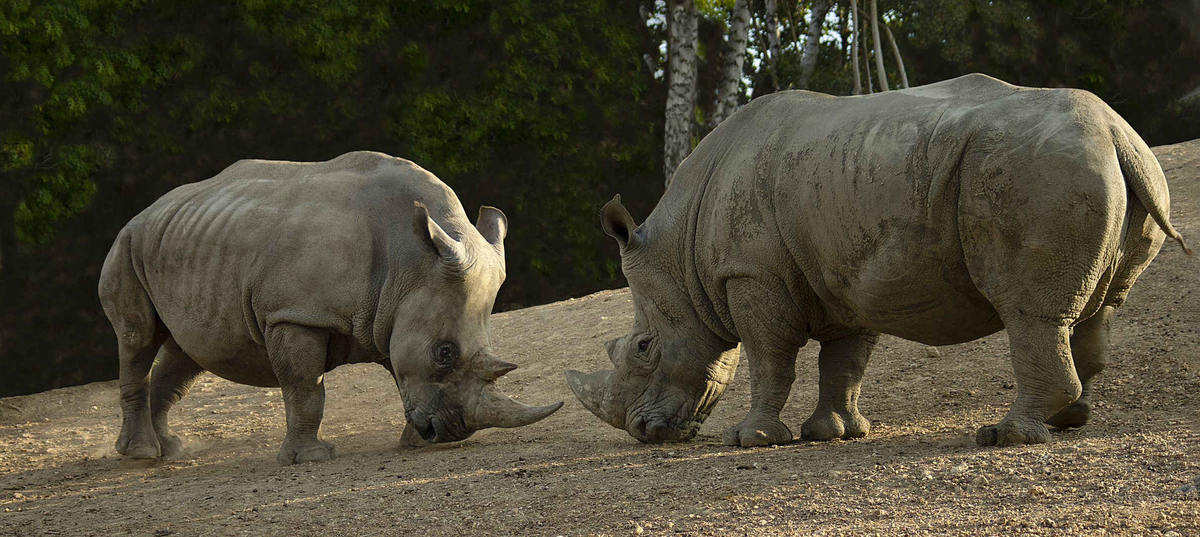 Défi entre poids lourds (Ceratotherium simum, rhinocéros blanc)