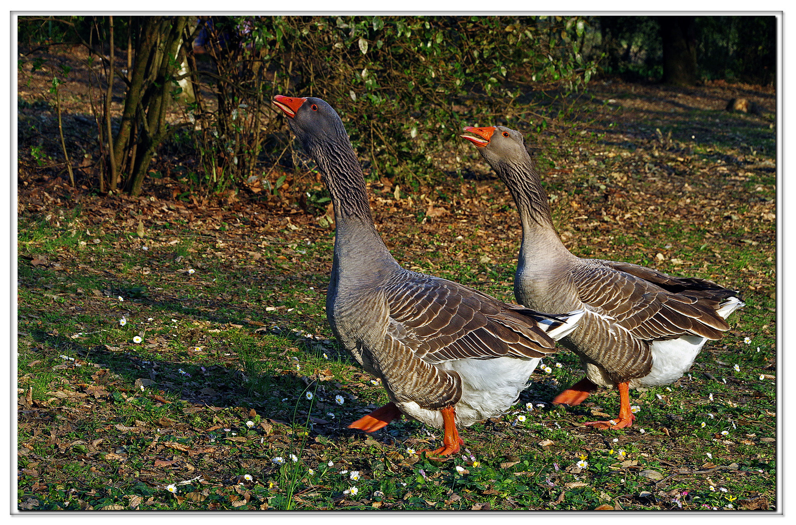 dèfiler au pas de l oie ...en chantant...