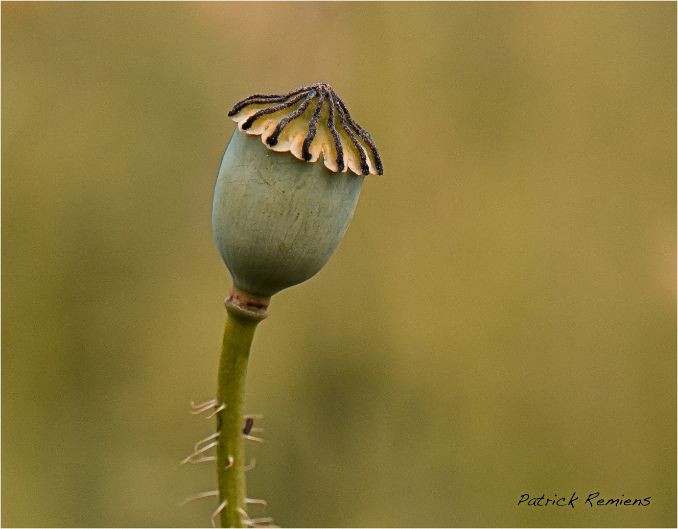 déflorer le poppy