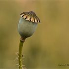 déflorer le poppy