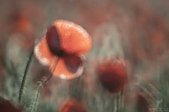 Defocus - Mohn