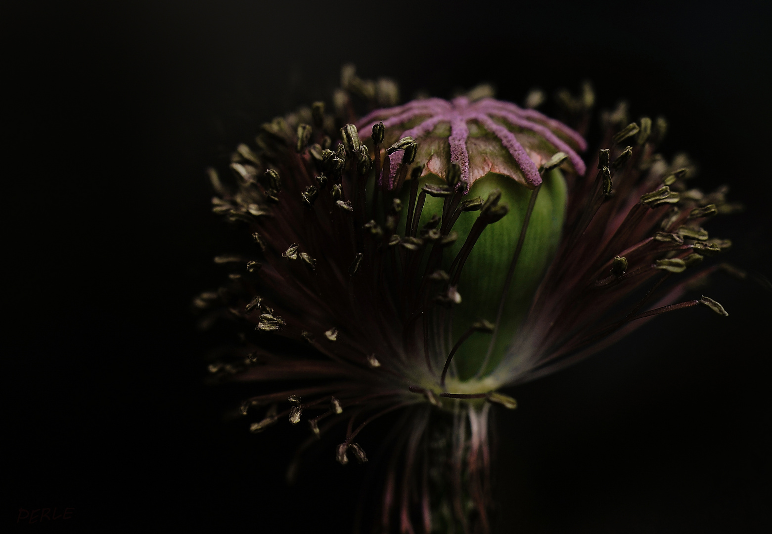 defoliated poppy