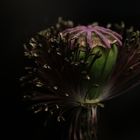 defoliated poppy