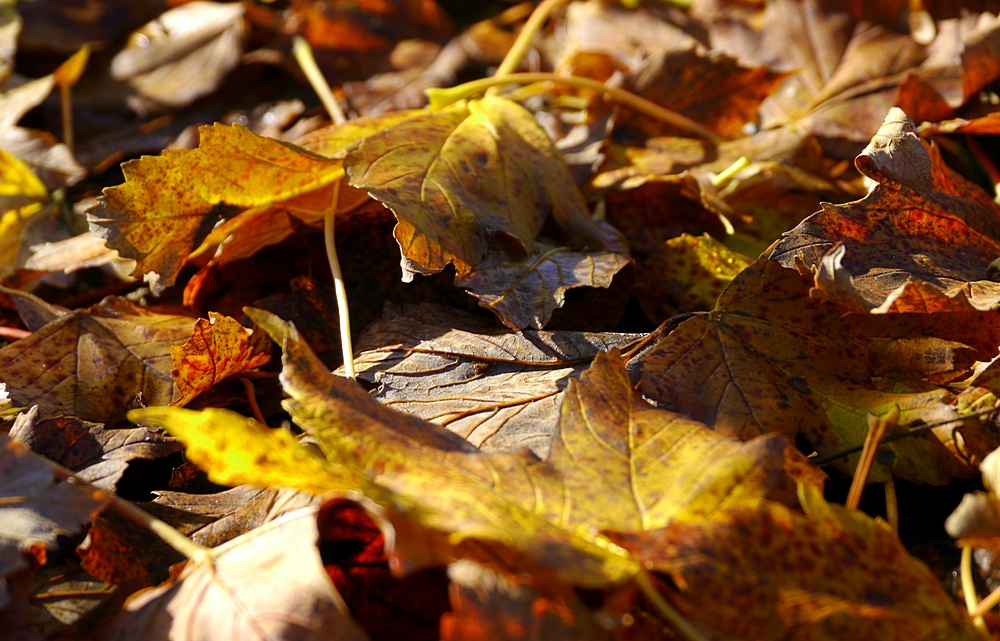 Defoliation