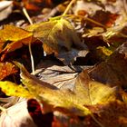 Defoliation