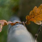 ***DEFOLIATION***