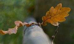 ***DEFOLIATION***