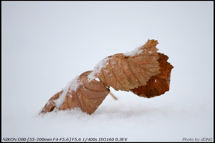 Defoliation in Snow