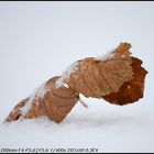 Defoliation in Snow