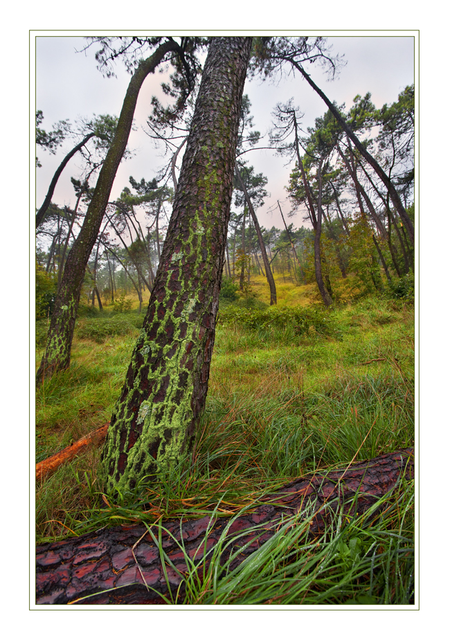 ...DEFORESTAZIONE...