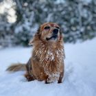 Defying wind and snow.