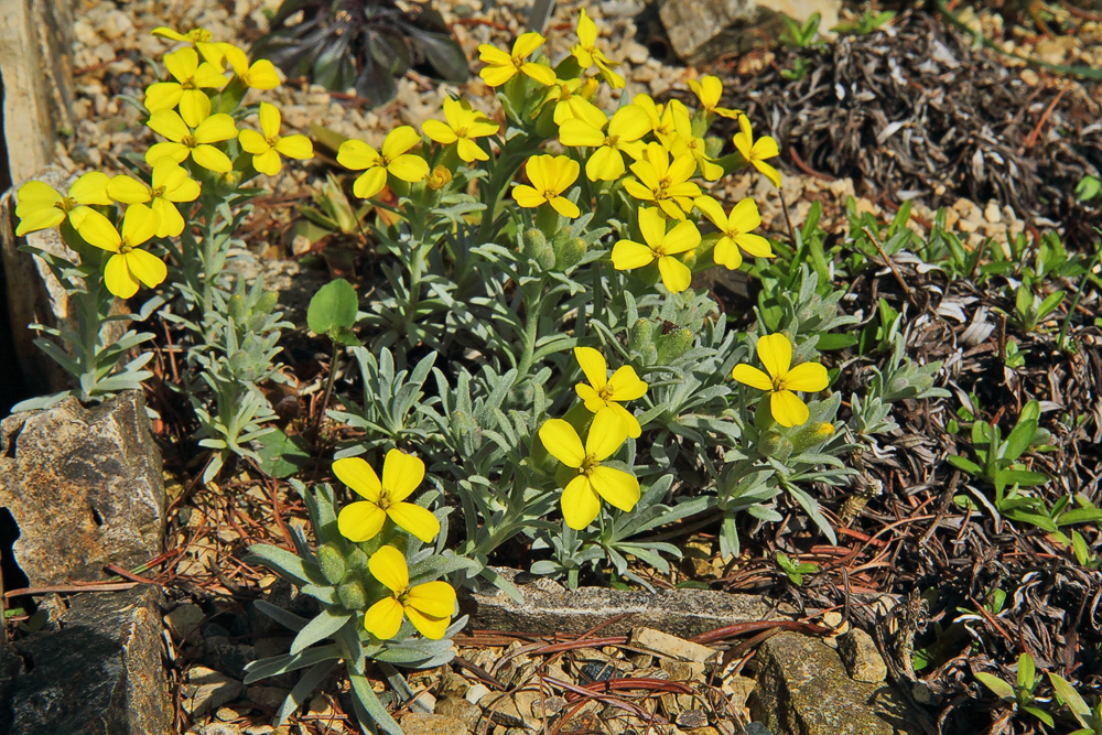 Degenia velebitica