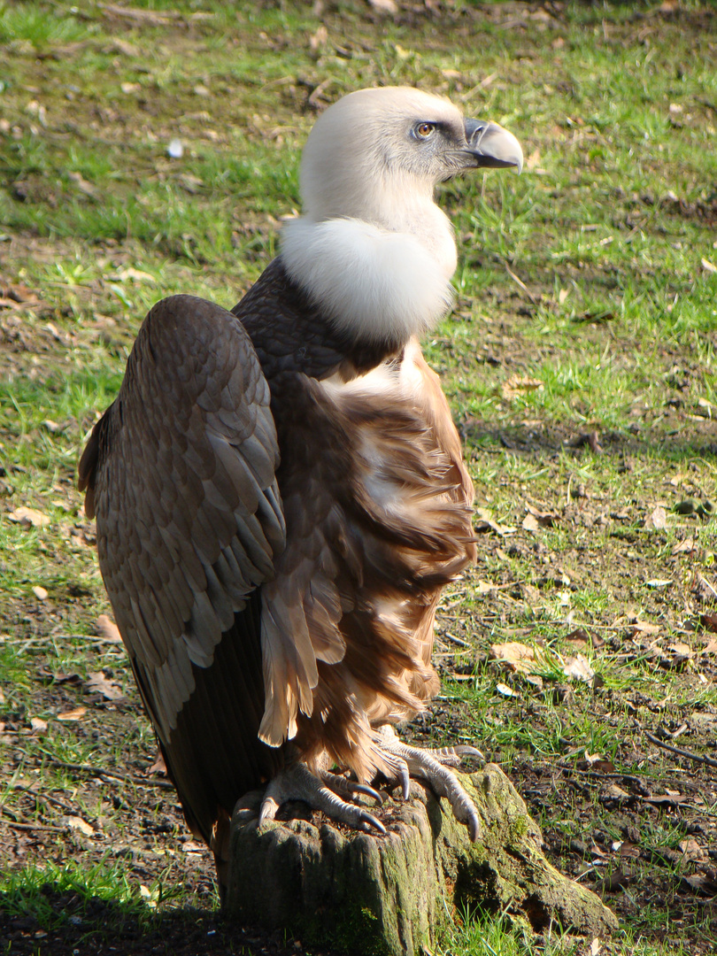 dégradé de marron