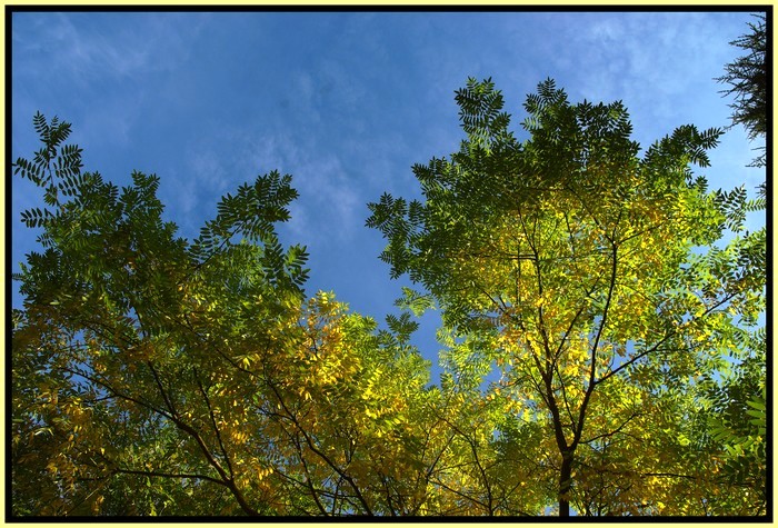 dégradés d'automne