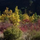 Dégradés d'automne