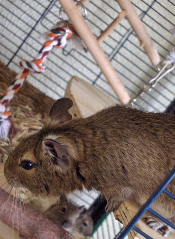 Degu #1