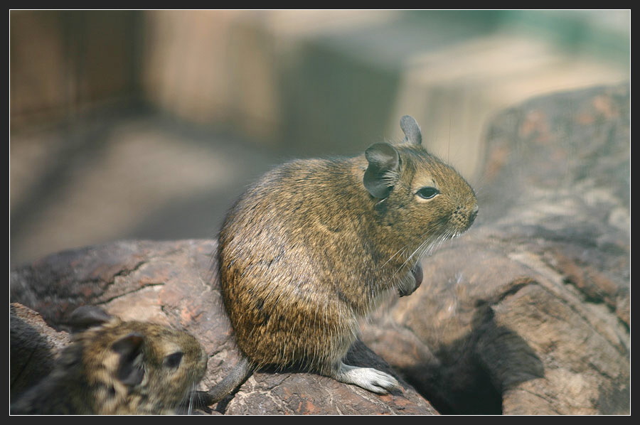 Degu----