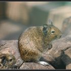 Degu----