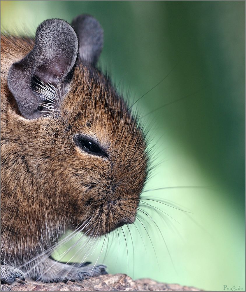 Degu