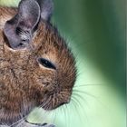 Degu