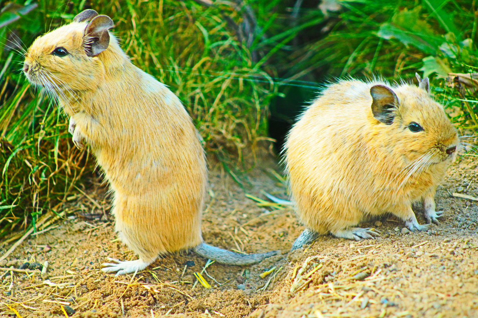 Degu